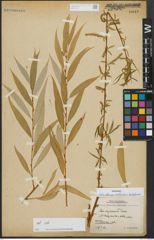 Foto von Salix alba subsp. vitellina (L.) Arcang. x Salix babylonica L.